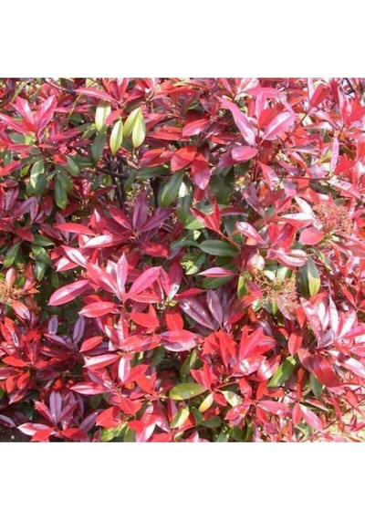 Videolu 1 Adet Alev Çalısı Çiçeği 40-60 Cm Tüplü Çiçekli Bodur Bitkiler Photinia Glabra