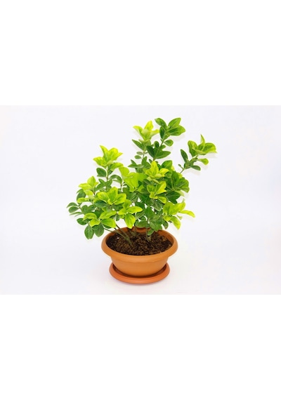 Bonsai Euonymus Japonica Aurea Ev Ofis Bitkisi