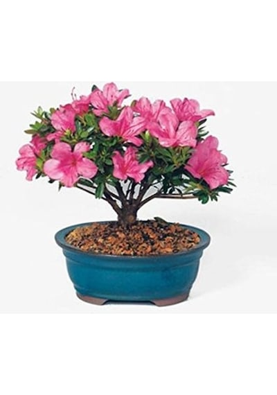 5 Adet Bodur Bonsai Orkide Ağacı Tohumu + Tohum