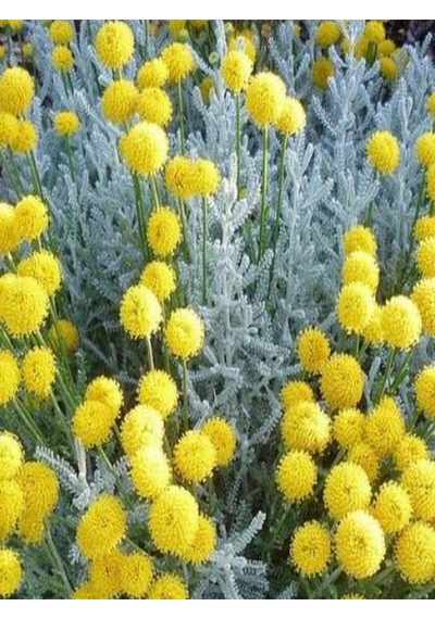 Videolu Yoğun Kokulu 1 Adet Lavantin Çiçeği Fidanı 40-60cm Saksılı Lavender Flower