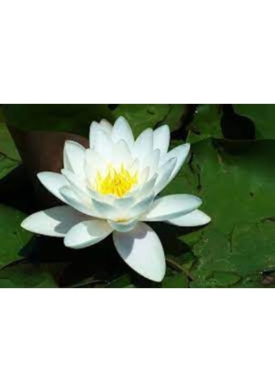 10 Adet Tohum Beyaz Lotus Su Çiçeği Nilüfer Çiçek Tohumu Hediyeli