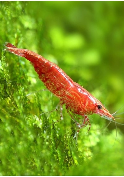 Kiraz Karides ( Neocardina Davidii ) 10Adet