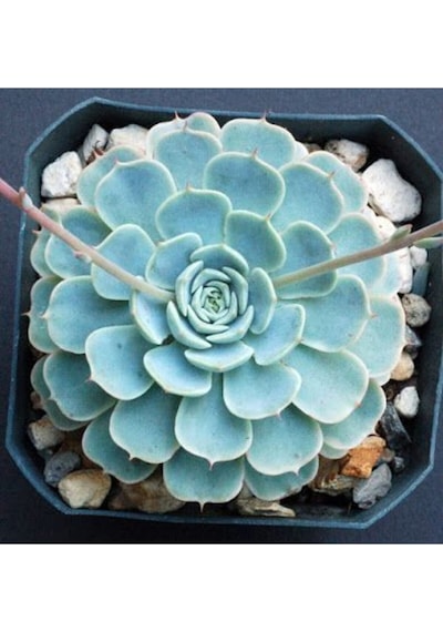 Dev Boy Xxl Echeveria Glauca Aşkın Gözyaşı Sukulent Bitki