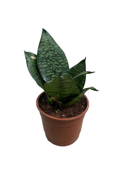 Sansevieria (Paşa Kılıcı) (4'lü Set) Ø12 CM Y15-20 CM