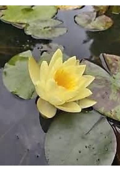 10 Adet Sarı Lotus Tohumu Nilüfer Tohumu