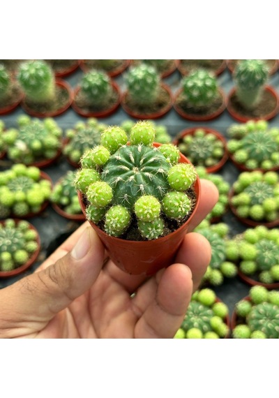 Çiçek Açan Tür, Bol Yavrulu Matucana Polzii Kaktüsü 5.5cm Saksıda Gönderilir 1 Adet
