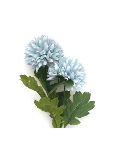 Kasımpatı Çiçeği Fidanı 10-20 Cm