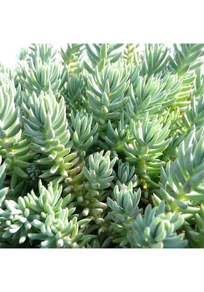 Sedum Reflexum Dam Koruğu Yer Örtücü-yayılıcı Bitki 135 Adet