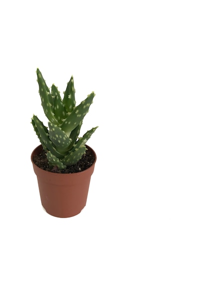 Aloe Mitriformis (Kaktüs) Ø5,5 CM Y10-15 CM