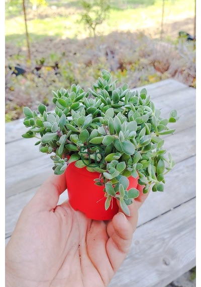 Crassula Rogersii Sarkan Sukulent Minik Yeşil Kadife Yapraklı 8.5