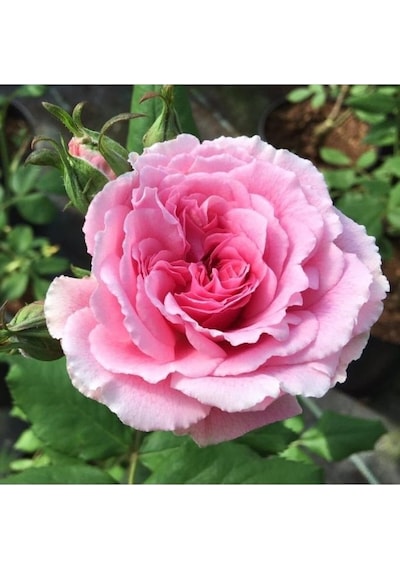 1 Adet Sarmaşık Gül Fidanı Isparta Gülü Rosa Rampicanti