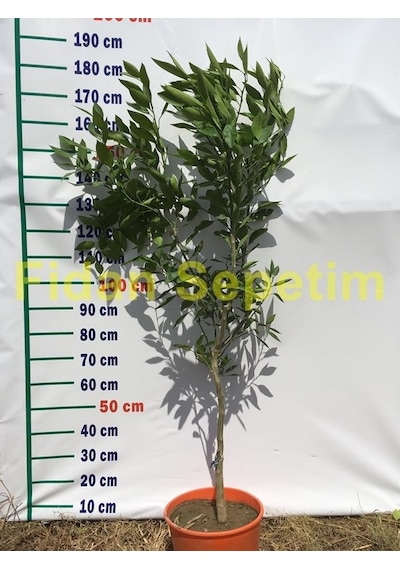 5 Yaş Aşılı W Murcott Mandalina Fidanı