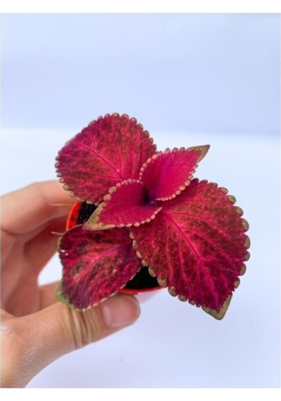 Red Coleus Mini Yaprak Güzeli Kolyoz Çiçeği 10-20 Cm
