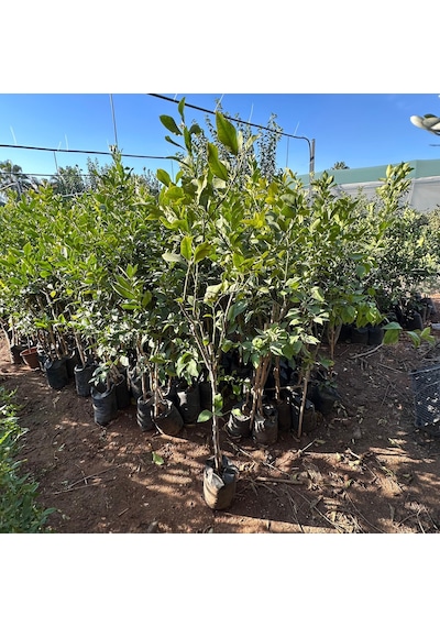 4 Yaş Aşılı Ve Tüplü Yediveren Limon Fidanı 140 Cm Üzeri