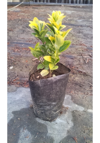 Gold Taflan Fidanı 20-40 Cm altuni Taflan Euonymus Japonica