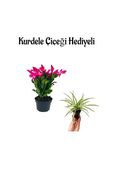 Hediyelik Pembe Yılbaşı Çiçeği Anneler Gününe Özel Kurdele Çiçeği Hediyeli