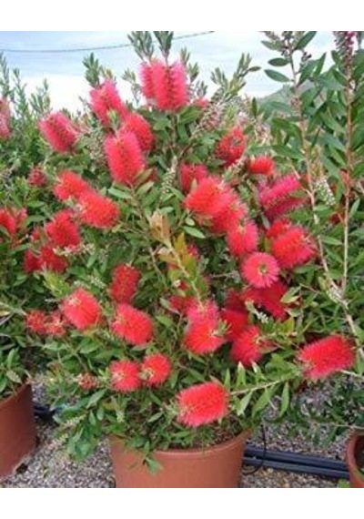Fırça Çalısı Callistemon 10 Adet