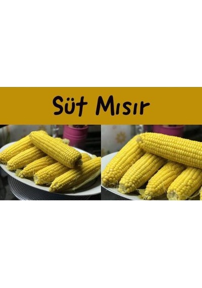 Mısır Tohumu Darı Süt Mısır Tohumu 20 Tohum + Tohum