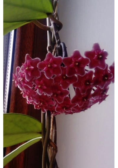 Hoya Carnosa Red  120-150 CM Kokulu Mum Çiçeği Bitkisi Kırmızı İnci