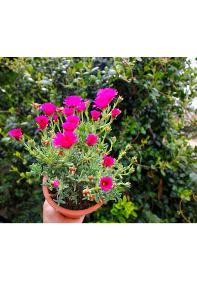 İZMİR GÜZELİ 5 ADET - PEMBE ÇİÇEKLİ ve ÇOK YILLIK BİTKİ (Saksıda)