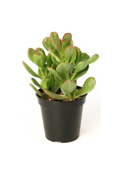 Crassula Ovata - Para Ve Şans Bitkisi - 5 Adet Sukulent - Terary