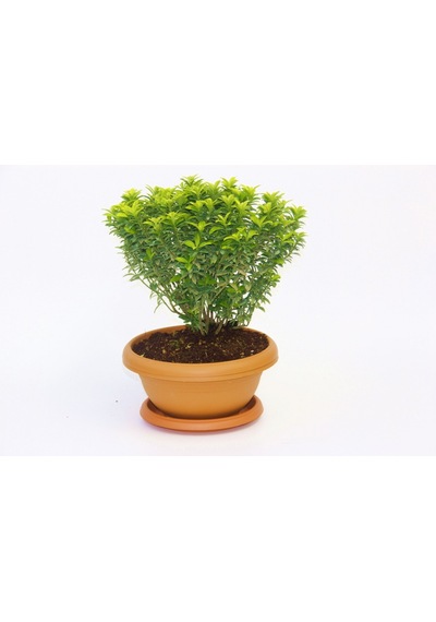 Bonsai Euonymus Microphyllus Aurea 5 Adet