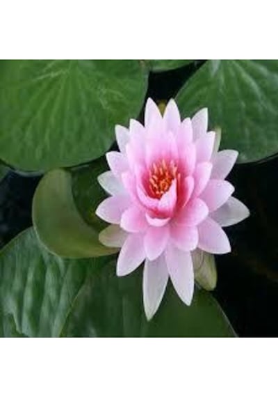 2 Adet Tohum Nadir Bulunan Pembe Lotus Çiçeği Tohumu Lotus Su Çiçeği Tohumu Nilüfer Çiçeği Tohumu