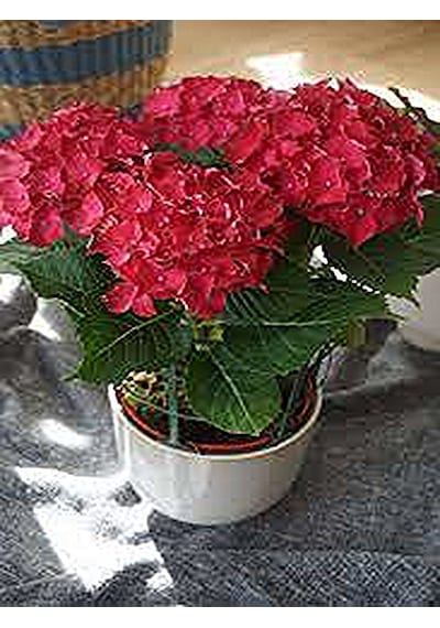 Serada Decor Plant Canlı Pembe Ortanca Çiçeği