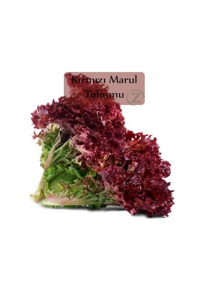 Kırmızı Yapraklı Kıvırcık Marul 1 GRam