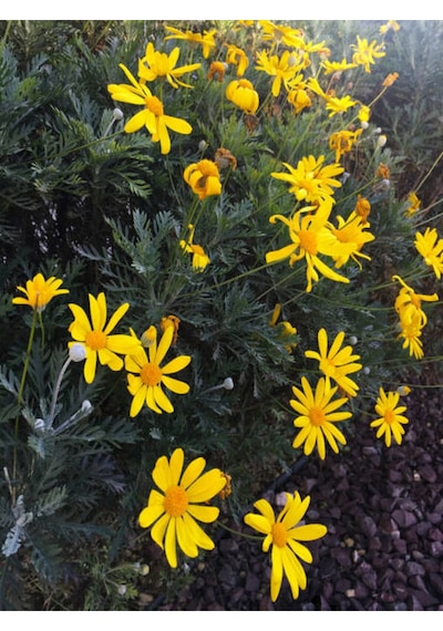 Videolu Sarı Çalı Papatyası 25-40 Cm Saksılı Çiçekli Bodur Bitkiler Euryops Pectinatus