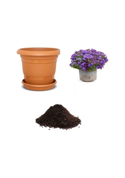 Ithal Mavi Ageratum Çiçeği Tohumu Ekim Seti