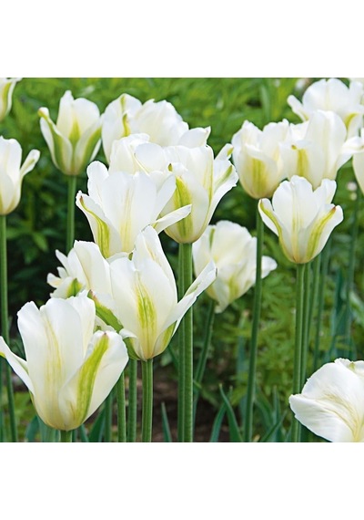 Özel Spring Green Lale Soğanı 5 Adet