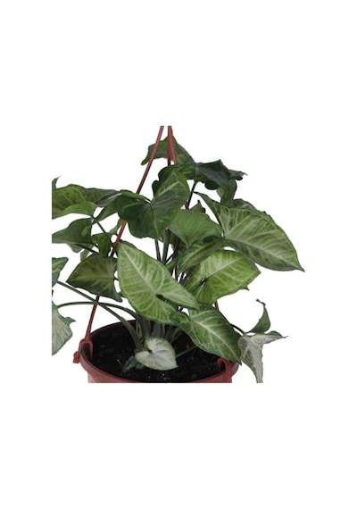Melek Kanadı Çiçeği Ok Başı Sarmaşığı Syngonium 10-20 Cm