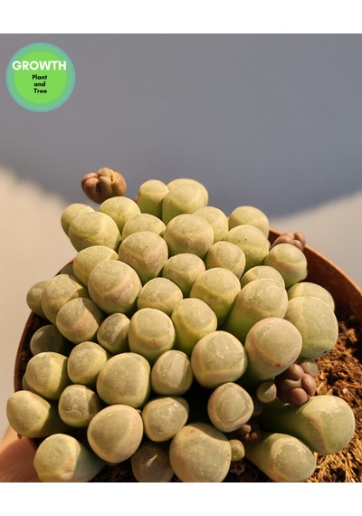 Fenestraria Rhopalophylla Bebek Parmakları Sukulenti 1 Adet