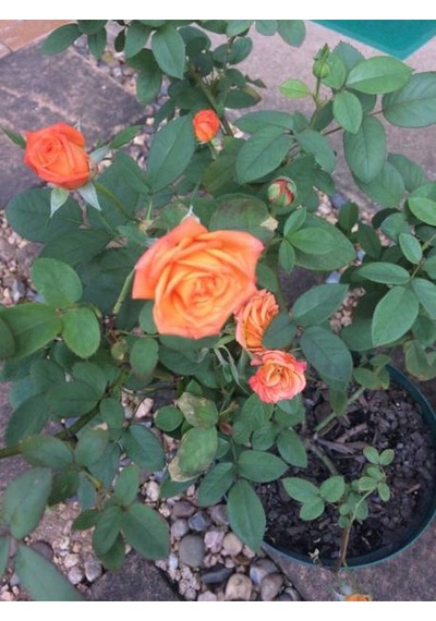 Videolu Minyatür Gül Turuncu Renkli 20 40 Cm 1 Adet Aşılı Gül Orange Rose