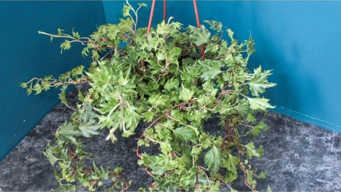 Çınar Yapraklı Hedera Helix Sarmaşık Duvar Orman Sarmaşığı 10-20 Cm