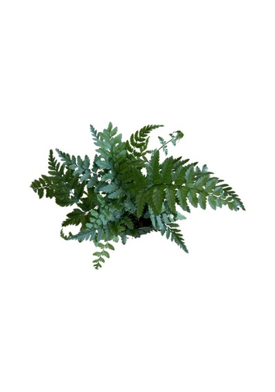 Polystichum Tsussimense Eğrelti Otu