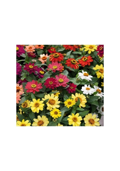 Kirli Hanım Zinnia Tohumu Mini Çiçekli, Karışık Renkli - 5 Adet