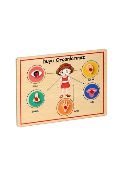 166/167 Ahşap Tutmalı Organlar