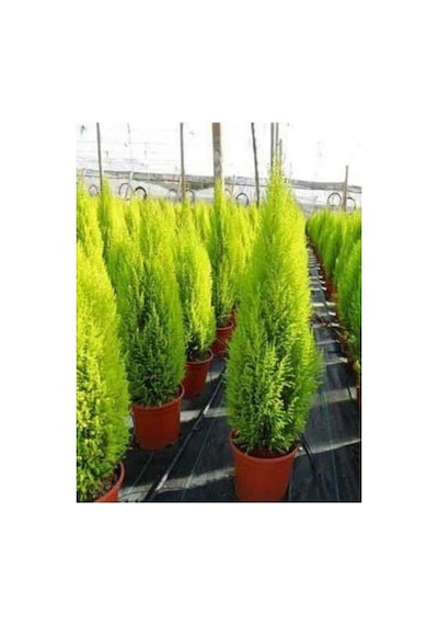 Limoni Servi Çam Fidanı Limon Kokulu Çam Fidanı 30-50 Cm