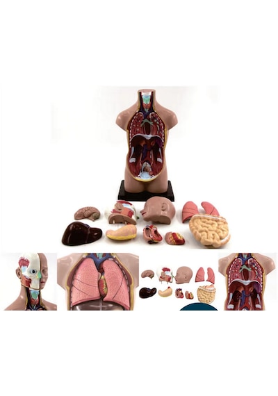 İnsan Vücudu Modeli Torso 50 Cm 11 Parça Cinsiyetsiz Kaideli 1