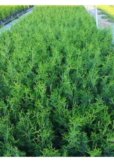 Leylandi Çam Ağacı Fidanı 20 Adet Tüplü 10-25cm Cupressus Leylandii