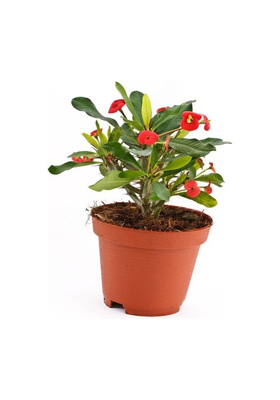 2 Canlı Renk 2 Adet Cam Güzeli Çiçeği Fidesi 15-30cm Saksılı Glass Beauty Sapling