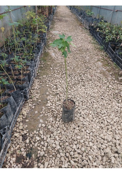 Papaya Fidanı 2 Yaş 50 Cm