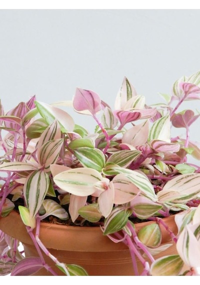 Tradescantia Telgraf Çiçeği Pembe 10-20 Cm
