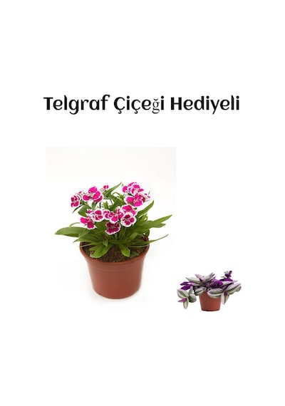 Pembe Renk Çin Karanfili Çiçeği Sevgililer Gününe Özel Telgraf