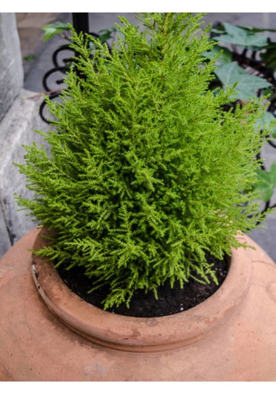 Videolu Kokulu Limon Çamı Limoni Servi 30 40 Cm 1 Adet Saksılı Dış Mekan Ağaç Cupressus Macrocarpa