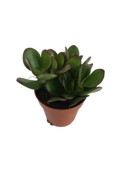 Crassula Ovata - Para Bitkisi 8,5 Luk