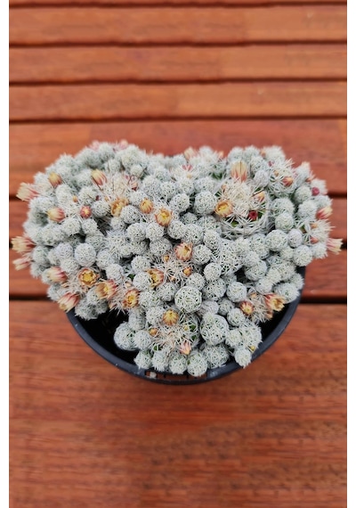 Dantel Kaktüs Beyaz Nadir Mammillaria Gracilis Fragilis Özel Tür