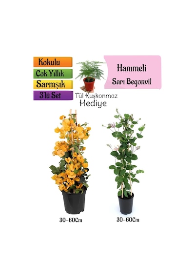 Sarı Begonvil+kokulu Hanıme Çiçeği+tül Kuşkonmaz 3'lü Peyzaj Seti